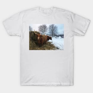 Scottish Highland Cattle Cows 2205 T-Shirt
